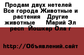 Продам двух нетелей - Все города Животные и растения » Другие животные   . Марий Эл респ.,Йошкар-Ола г.